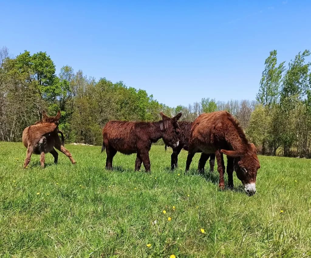 Deux ânes à la ferme